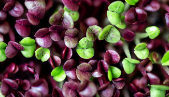 S4GL-101 Grundlagen und Navigation GUI Schulungsunterlagen